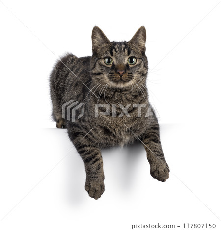 Tabby house cat on white background Tabby house cat on white background 117807150