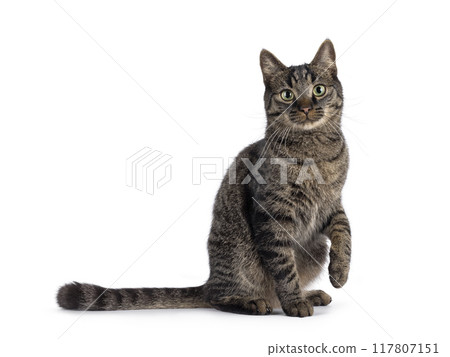 Tabby house cat on white background Tabby house cat on white background 117807151