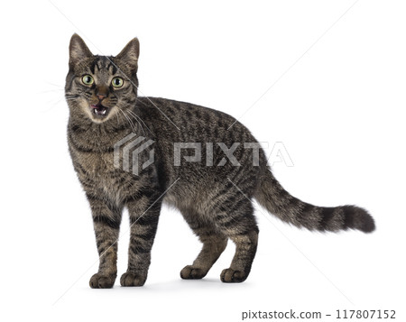 Tabby house cat on white background Tabby house cat on white background 117807152