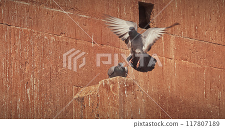 Varanasi, Uttar Pradesh, India. Doves Pigeons mating kissing on old red wall Chet Singh Fort. Chet Singh Ghat. flight Varanasi, Uttar Pradesh, India. Doves Pigeons mating kissing on old red wall Chet Singh Fort. Chet Singh Ghat. flight 117807189