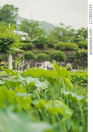 開花在池塘的蓮花 開花在池塘的蓮花 117807215