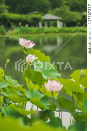 開花在池塘的蓮花 開花在池塘的蓮花 117807227
