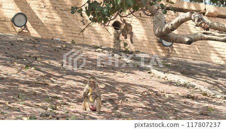 Varanasi, Uttar Pradesh, India. Small Monkey baby try to steal banana from adult monkey. . Bonnet Macaque - Macaca Radiata Or Zati Varanasi, Uttar Pradesh, India. Small Monkey baby try to steal banana from adult monkey. . Bonnet Macaque - Macaca Radiata Or Zati 117807237