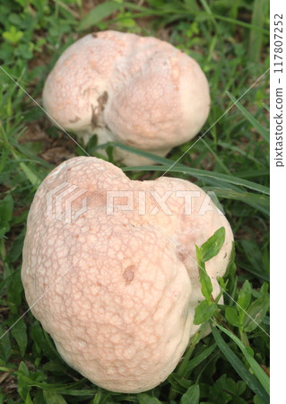 Calvatia cyathiformis plant on field 117807252