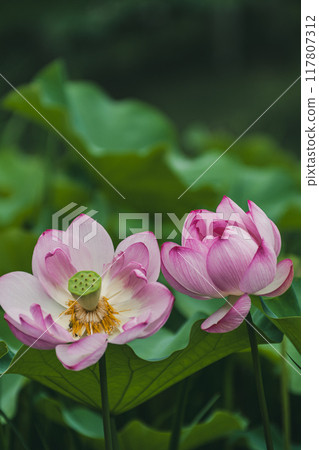 The lotus flower, the pure flower is blooming 117807312