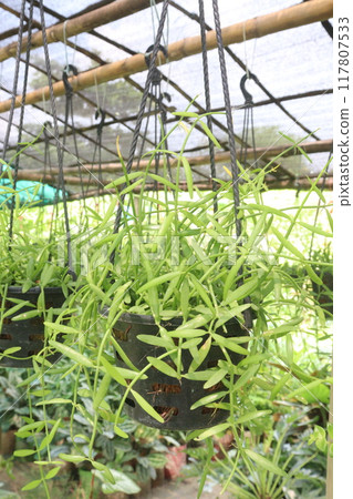 Dischidia albida hort plant on hanging pot Dischidia albida hort plant on hanging pot 117807533