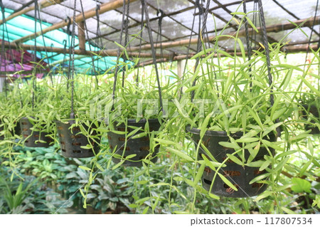 Dischidia albida hort plant on hanging pot Dischidia albida hort plant on hanging pot 117807534