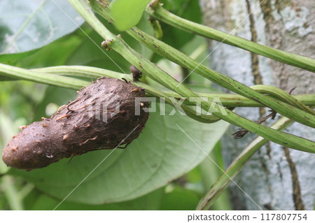 Dioscorea bulbifera plant on farm 117807754