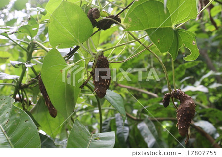 Dioscorea bulbifera plant on farm 117807755
