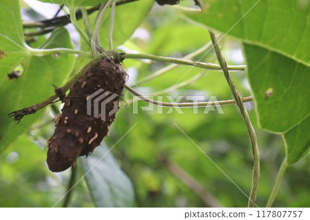 Dioscorea bulbifera plant on farm 117807757