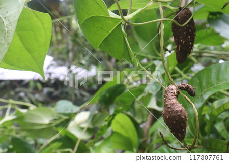 Dioscorea bulbifera plant on farm 117807761