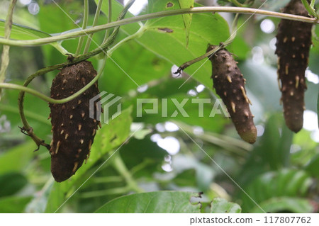 Dioscorea bulbifera plant on farm 117807762