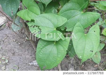 Dioscorea bulbifera plant on farm Dioscorea bulbifera plant on farm 117807769