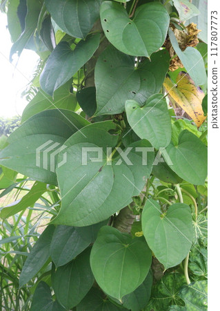 Dioscorea bulbifera plant on farm 117807773