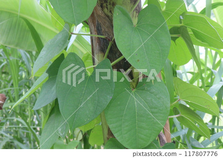Dioscorea bulbifera plant on farm 117807776