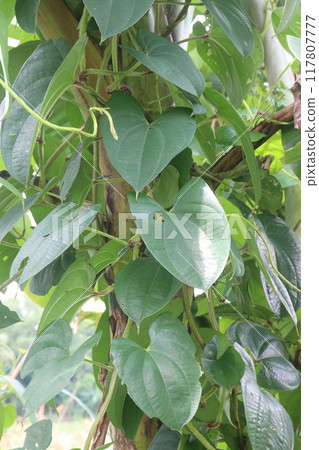 Dioscorea bulbifera plant on farm 117807777