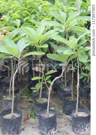 Diploknema butyracea fruit plant on nursery 117807905