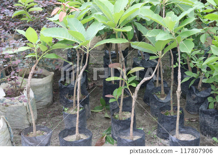 Diploknema butyracea fruit plant on nursery 117807906