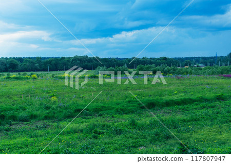 White horse stands on green meadow. 117807947