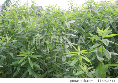 Crotalaria juncea plant on farm 117808744