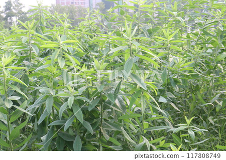 Crotalaria juncea plant on farm 117808749