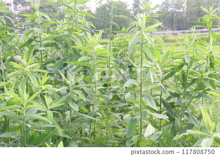 Crotalaria juncea plant on farm 117808750