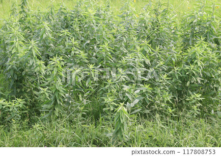 Crotalaria juncea plant on farm 117808753