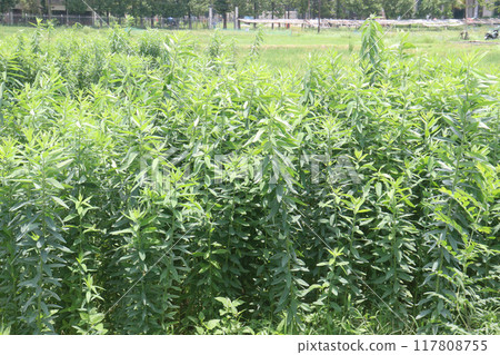 Crotalaria juncea plant on farm Crotalaria juncea plant on farm 117808755