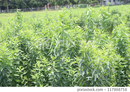 Crotalaria juncea plant on farm 117808758