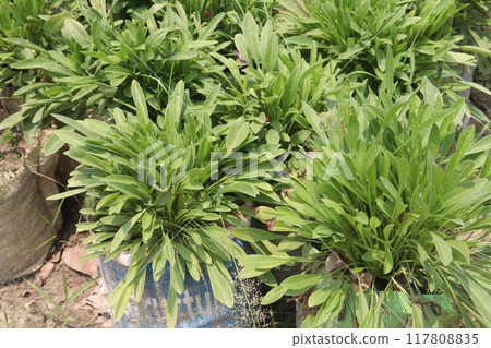 Common sage plant on nursery 117808835