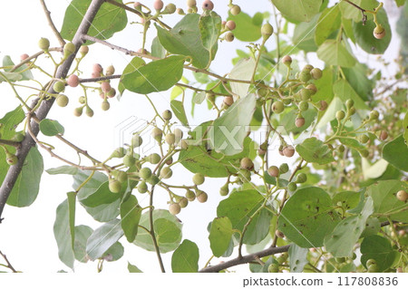 green colored raw cordia dichotoma fruit on tree 117808836