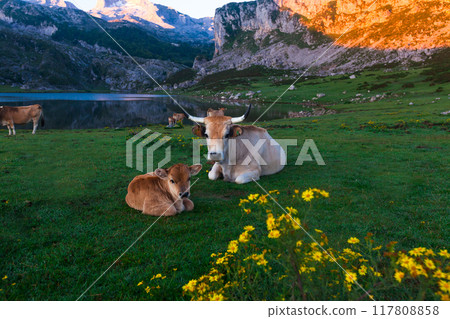 Cow of the Asturian mountain breed sits on a meadow in a national park at dawn 117808858
