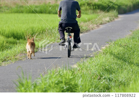 Dog Walking / Summer 117808922