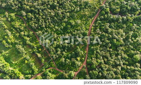forest with a dirt road running through it 117809090