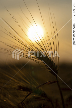 the yellow sun at sunset in a field with a harvest of rye cereals the yellow sun at sunset in a field with a harvest of rye cereals 117809176