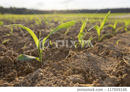 a field with a corn harvest in the evening a field with a corn harvest in the evening 117809186