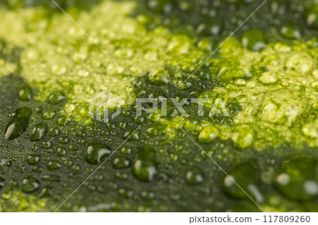 details of a multicolored watermelon peel covered with drops of water details of a multicolored watermelon peel covered with drops of water 117809260