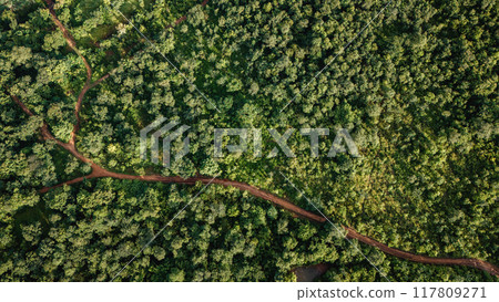 forest with a dirt road running through it forest with a dirt road running through it 117809271