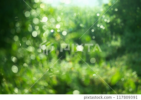 The image is a blurry green field with a lot of grass and leaves The image is a blurry green field with a lot of grass and leaves 117809391