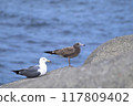 A parent and child black-tailed gull standing side by side gazing at something 117809402