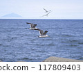 Black-tailed Gulls Flying Over the Sea 117809403