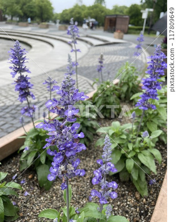 Purple flower Purple flower 117809649