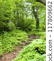 Road leading to deep forest 117809662