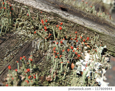 "Koakamigoke (small red fruit moss)" growing on rotting wood: Red baby organs growing 117809944