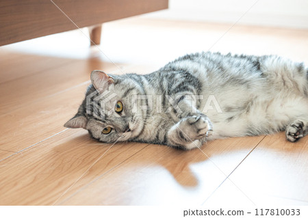 貓躺在地板上 117810033