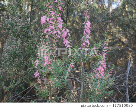 Pink bell-like flower Epacris impressa Australia Victoria 117810080