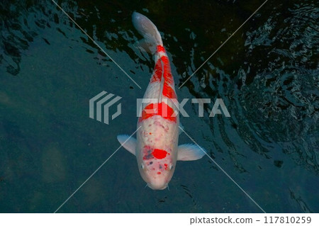 錦鯉在池塘里游泳 錦鯉在池塘里游泳 117810259