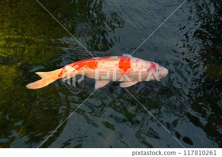 Koi swimming in the pond Koi swimming in the pond 117810261