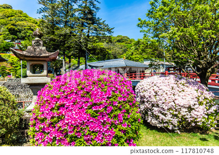 Azaleas at Yutoku Inari Shrine [Kashima City, Saga Prefecture] 117810748