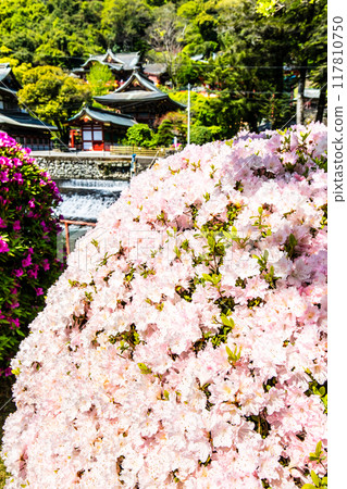 Azaleas at Yutoku Inari Shrine [Kashima City, Saga Prefecture] 117810750